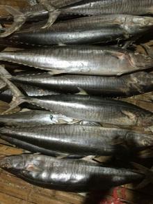 Frozen  King   Fish  1-2kg