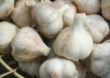 GARLIC For Sale
