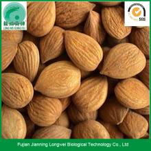 Raw  Apricot   Seed   Kernel s Benefits for Cough
