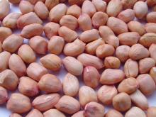 peanut kernels or groundnut kernels