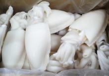 BQF Frozen Squid Seafood