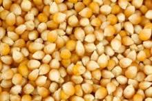 yellow corn , animal feed