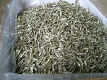 Whole round anchovy