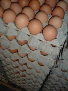2015 GERMANY  FRESH   TABLE   EGGS 