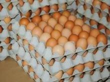  Export   Quality  fresh chicken eggs supply to Germany