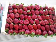 Fresh Festival Strawberry