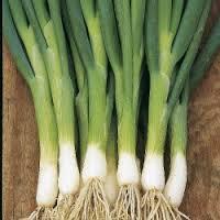 Spring onion