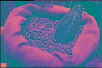  Cocoa   Bean s  Seeds 