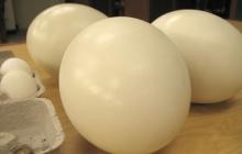 Ostrich Egg