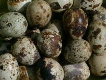 Quail Eggs
