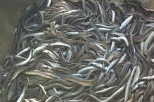 live eel (anguilla rostrata)