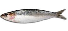  Fresh   Sardine   Fish 