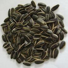 black sunflower seed