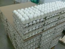 Fresh White Eggs
