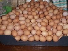 Fresh Farm Eggs