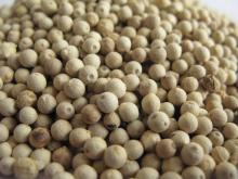 Vietnam white pepper