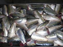FROZEN SARDINELLA AURITA HGT