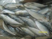  FROZEN   SARDINELLA  WHOLE ROUND