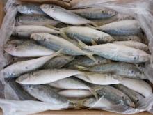 Frozen  Wholesale   Sardines  Seafood