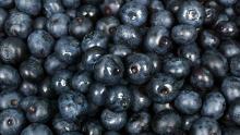  IQF   wild   blueberry 