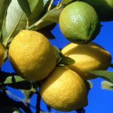  Fresh  Lemon