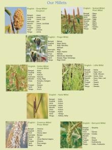 All Type of Millets: