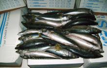 FROZEN MACKEREL  SCOMBER   SCOMBRUS 