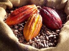 Cocoa Beans