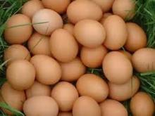 Fresh brown and white Shell Chicken Eggs