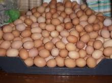 Farm Fresh Chicken Table eggs, Brown Shell chicken eggs, White shell chicken eggs