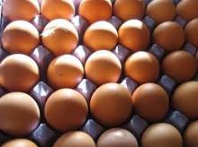 Fresh  Farm   Chicken   Eggs 