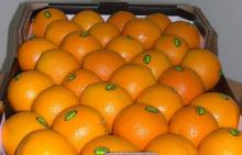 Fresh Citrus Fruits and Naval Orange