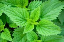 Dried Herbs