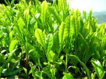 Green tea extract
