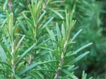 Rosemary Extract