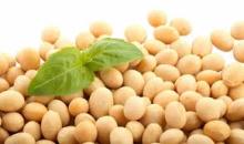 Soybean  GMO  Grade 2