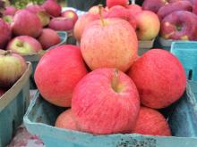 Fresh Fuji Apple/Fresh Apples
