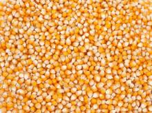 Yellow Corn for Animal Feed