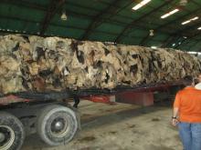 Wet Salted Cow Hides