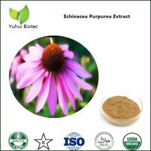 echinacea purpurea extract in bulk,echinacea root extract,echinacea extract powder