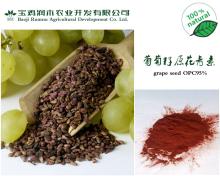 Grape seed P.E