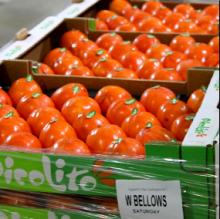Valencia Orange and Citrus Fruits