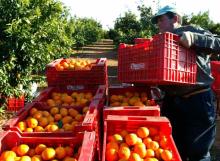 Fresh Valencia Orange and Other Citrus Fruits