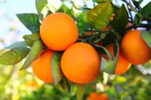  Citrus   Fruit s