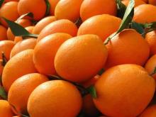 Fresh Citrus Fruits At Competitive Prices