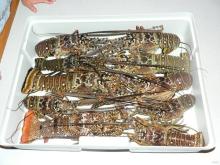 Live Lobsers for sale (High Grade )