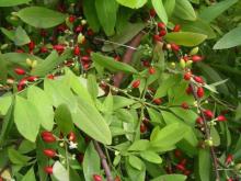 Erythroxylum Coca Seeds