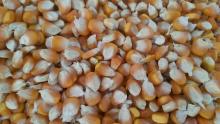 yellow and white corn animal feed