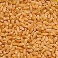 Milling Wheat, Feed Wheat, Buck wheat