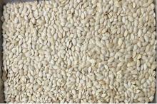 pumpkin seed for sale from Ukraine and Bulgaria